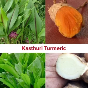 Kasthuri manjal thool
