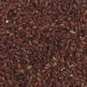 Mappilai samba rice (மாப்பிள்ளை சம்பா)