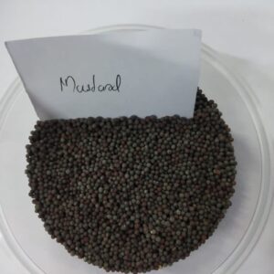 Mustard (கடுகு)
