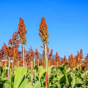 Red sorghum ( சிகப்பு நாட்டு சோளம்)