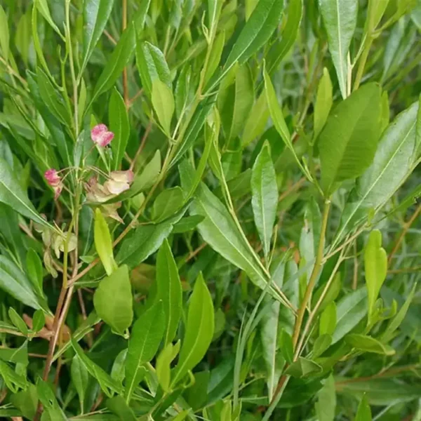 Virali Pain Relif Oil - Image 2